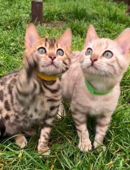 Bengal Kitten Katzenbabys - Massen-Niederlausitz