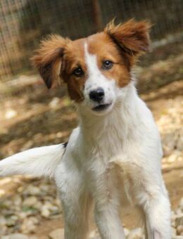 Friedrich möchte Tierheim verlassen - Schwabach