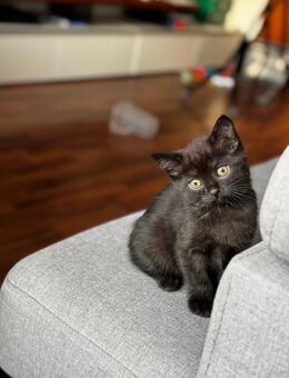 Unsere kleine kitten Diva Baby Katze sucht ein liebevolles Zuhause - Augsburg