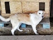 Tilly, lieb und freundlich - Bonndorf (Schwarzwald)