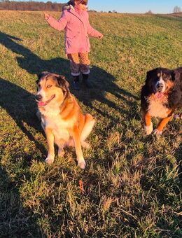 Berner-Leonberger-Mix Welpen suchen ein schönes Zuhause - Colditz