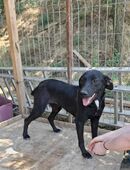 Schwarze Schönheit Hitomi in 66636