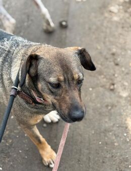 Leska,Pinscher-Mini Schäferhund Mix - Essen