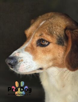 Nia möchte endlich ihre Familie finden - Talkau