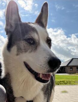 Sportliche Nala sucht ihre Familie ! - Schlitz
