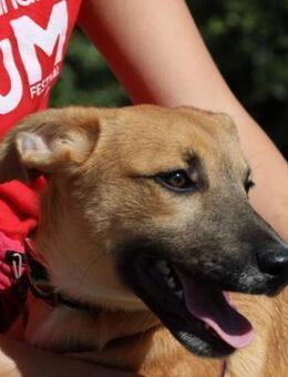 Anais (W)- verträglich, freundlich - Sankt Goar Zentrum