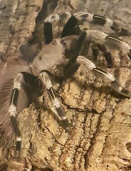 Nhandu chromatus - Braunschweig