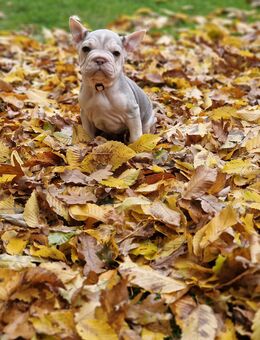 Französische Bulldoggen Welpen - Espelkamp Altgemeinde