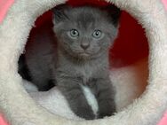 BKH / Thai Siam Kitten - Bentwisch