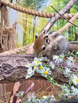Chinesische Baumstreifenhörnchen (Tamiops swinhoei) suchen neues Zuhause - Pommersfelden