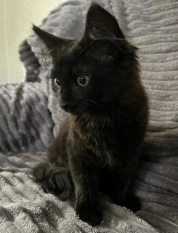 Kleines Katerchen namens Malvin sucht ein neues Zuhause - Zemmer