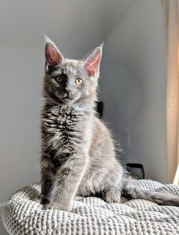 Main Coon Kater - 13 Wochen - bereit für sein neues Zuhause - Tostedt