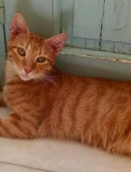 Portokaloulis, sozialer Rot-Tiger, ca.4J - Vaterstetten