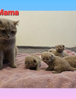 5 süße Britisch Kurzhaar Kitten reinrassig, suchen ein liebevolles zu Hause - Zeitz