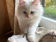 Reinrassige Ragdoll Kitten suchen liebevolles Zuhause - Plau (See) Zentrum