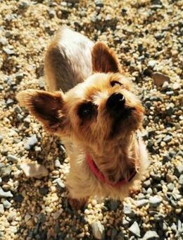 Trixie su. Gnadenbrotplatz - Heinsdorfergrund