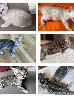 Bengal kitten Snow Lynx ,,Braun ,,,Blue ,, Silber Mit Stammbaum - Dortmund