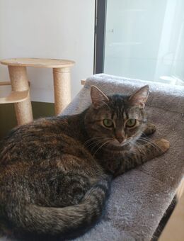 Minou möchte gerne sorgenfrei leben - Straelen