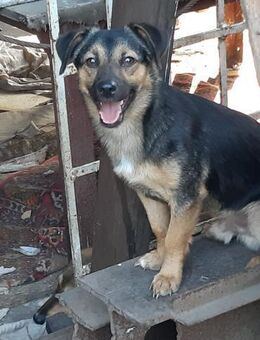 Rudi - bezaubernder Rüde sucht Dich - Mönchengladbach