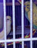 2 Wellensittiche in 88630