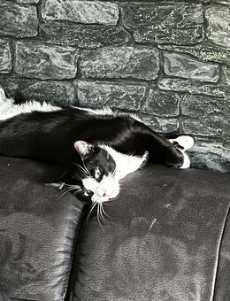 Wir suchen eine liebevolle Adoptivfamilie für Chico - Köln