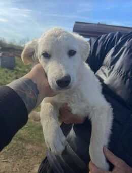 Lustiger ALMO sucht liebevolles Zuhause - Neuberg