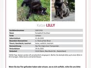 ⚠️ Katze in 53121 Bonn Endenich vermisst ⚠️ - Bonn