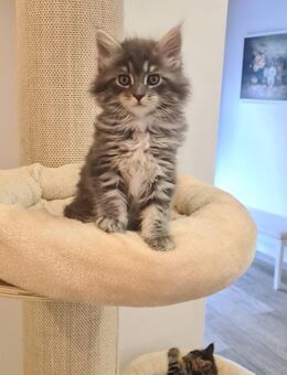 Maine Coon Amy blue Silber white geimpft entwurmt und Starterpaket - Leipzig