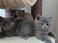 Bkh Kitten Blue und Lilac - Schwelm