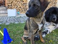 💙Tony💙sucht seine Menschen 🐾💙🐾 - Freilassing