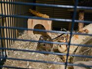 3 degu mänchen ca. 1 jahr alt - Bad Schönborn