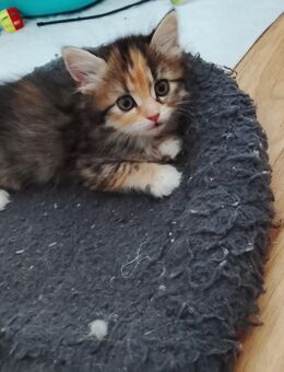 Perserkitten suchen ein Zuhause - Leisnig