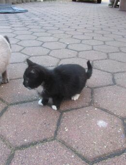 Kätzchen BKH. Mix. Weibchen. - Rennau