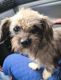 Kleine süße Lilly - Tholey