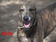 Mia6 Traumhund im besten Alter 10/17ESP - Ruppertsecken