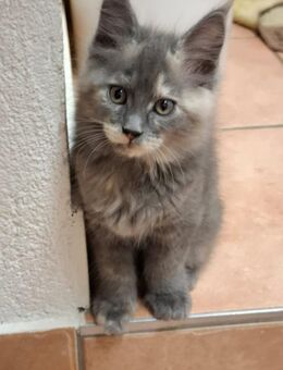 XXL Maine Coon Kitten - Reutlingen