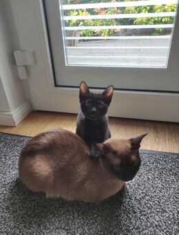 Tonkanese / Russisch Blau Kitten - Solingen (Klingenstadt)