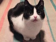 Gizmo - siehe auch Dusty - - Weilmünster