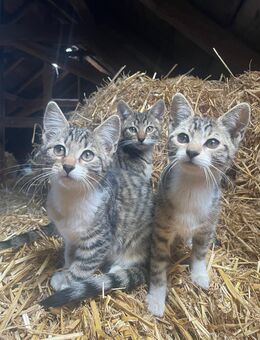 Süße Kätzchen Bengal Mix Katzen in liebevolle Hände abzugeben - Tanna