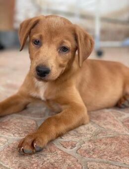 VALERIA 🩷🩷🩷 bildhübsches Hundekind - Herxheim (Landau)
