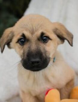 Welpenbub Elvis 💛 - Laufen