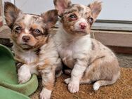 2 LH Chihuahua - Welpen aus liebevoller Familienaufzucht - Hohenwestedt
