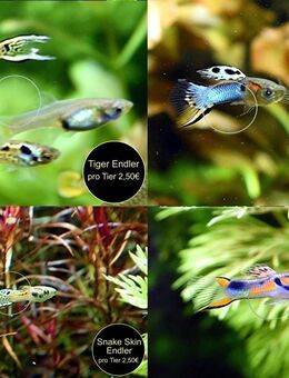 Endler, Guppy, reinerbig, ab 2€ - Mechernich