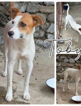 Toby ist auf der Suche - Bissingen
