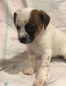 Lumy wer zeigt ihr die große weite Welt? - Laatzen