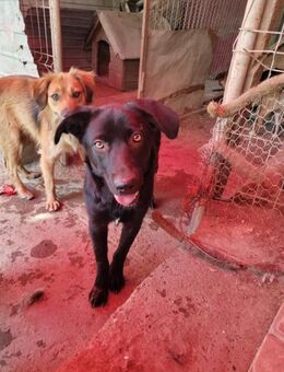 Blanca - Zarte Seele mit schwerem Start - Geilenkirchen