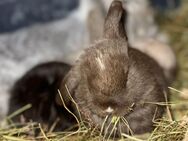 Kaninchen/Zwergwidder Havannafarbig mit weißen Abzeichen rammler - Baar-Ebenhausen