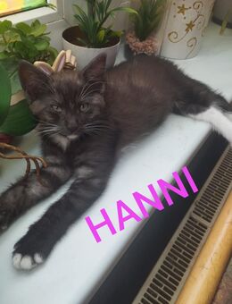 6 MAINCOON MIX KTTEN/KATZENBABYS SUCHEN AB DEM 4.08 EINEN NEUEN DOSENÖFFNER - Breitenfelde