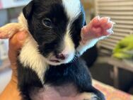 Odina- hübsche Hundedame sucht Familie - Celle