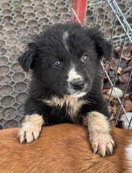 Welpenbub Herrmann 🩵 - Laufen